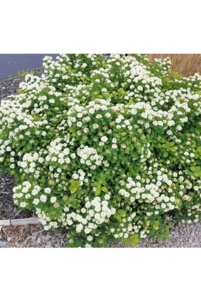 Spiraea betulifolia Island